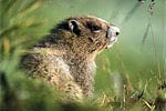 Groundhog
