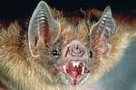 Bat